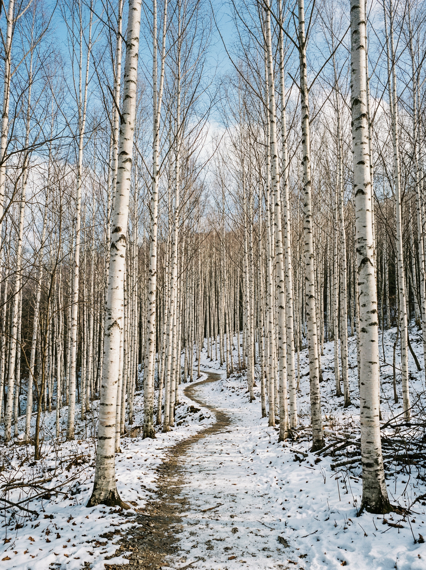 Inje Wondae-ri Birch Forest