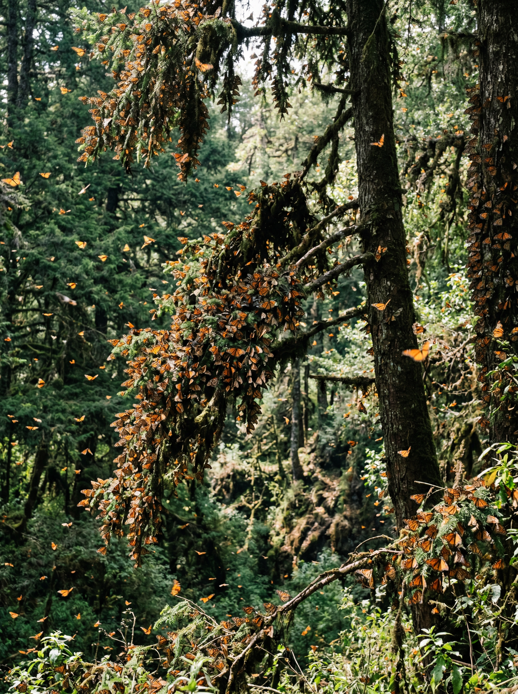 Michoacán Monarch Butterfly Reserves